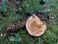 Lucfenyvesi rizike (Lactarius deterrimus), Őrség